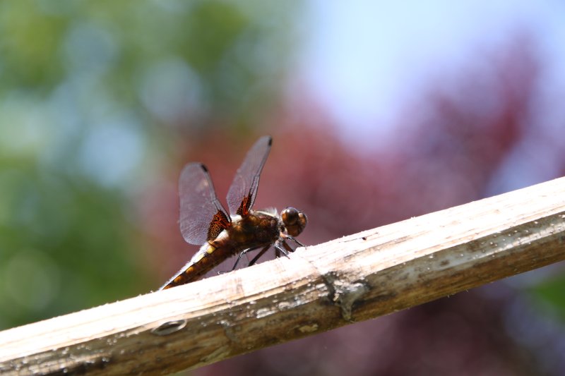 Libellule pas si déprimée. Au  jardin. LISE JALOUX